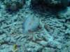 peacockflounder_small.jpg