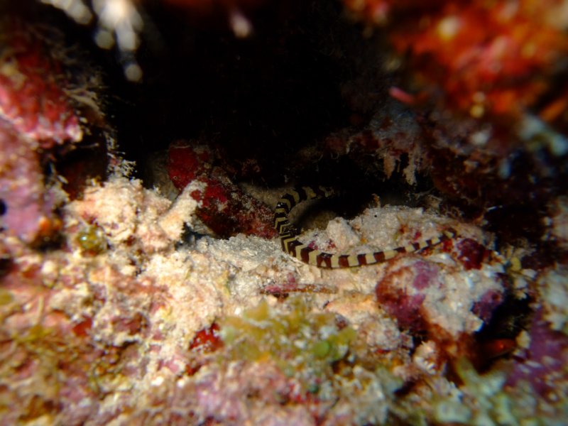 pipefish.jpg