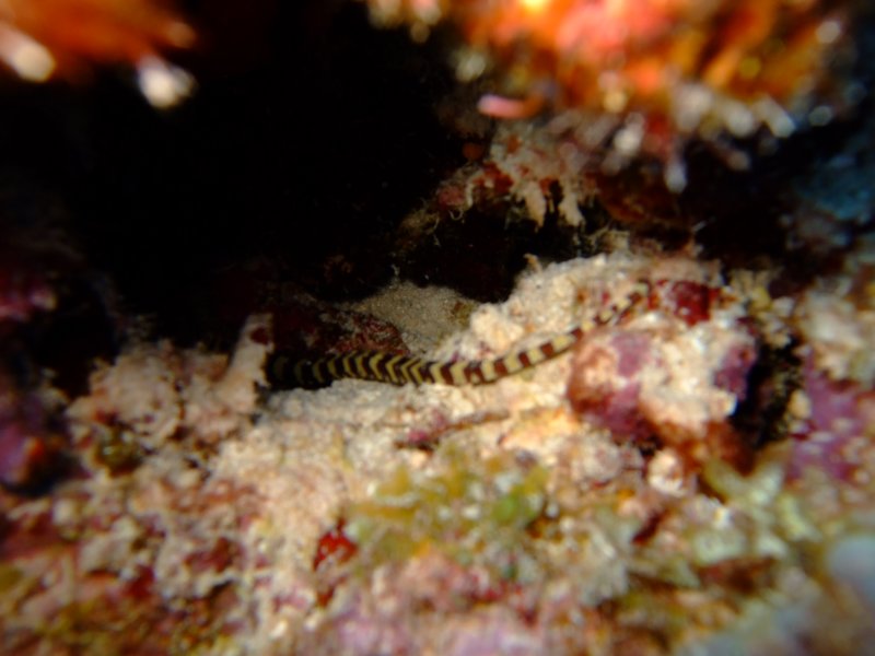 pipefish2.jpg