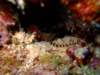 pipefish_small.jpg