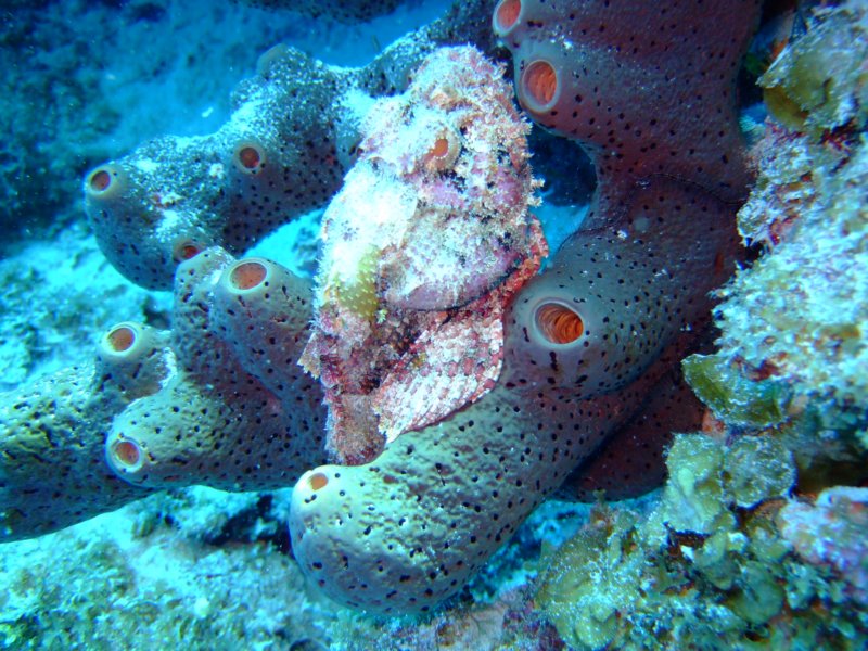 scorpionfish.jpg