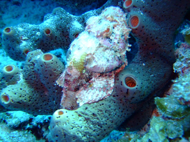 scorpionfish2.jpg