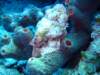scorpionfish2_small.jpg