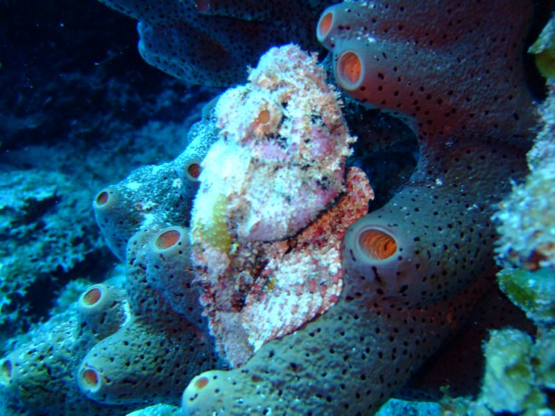 scorpionfish3.jpg