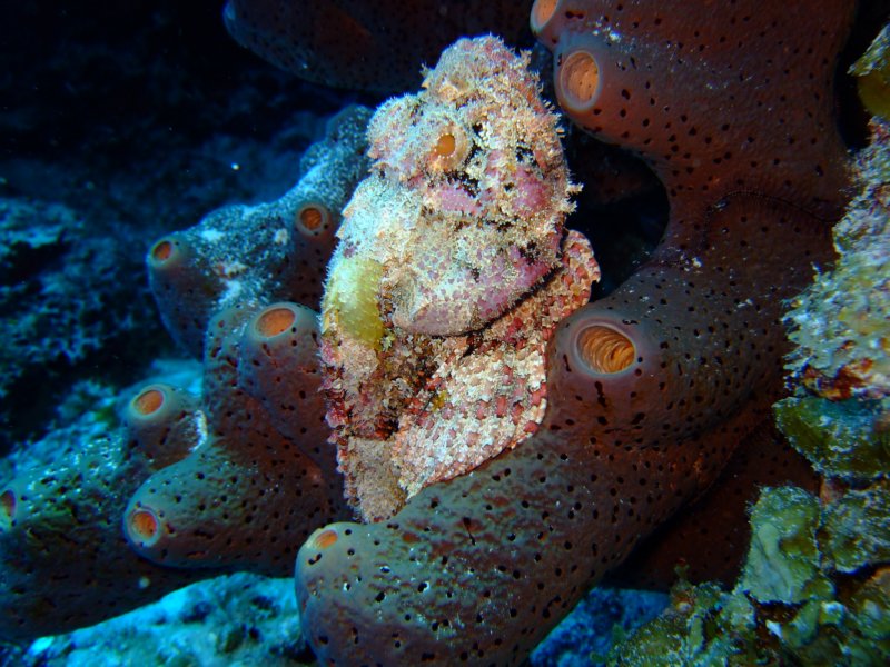 scorpionfish4.jpg