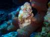 scorpionfish4_small.jpg