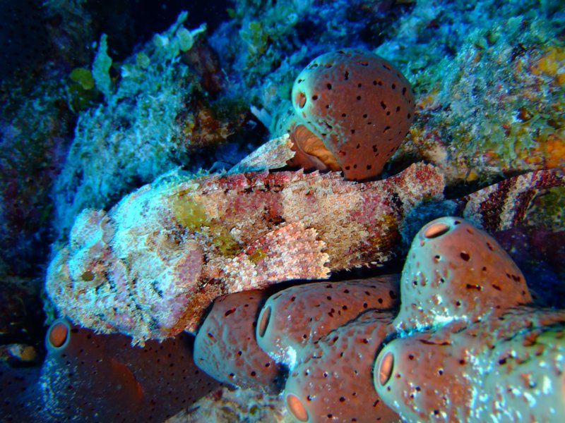 scorpionfish5.jpg