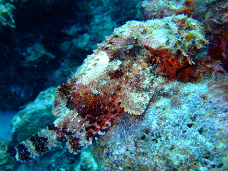 scorpionfish6.jpg