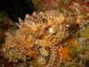 scorpionfish7_small.jpg
