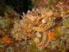 scorpionfish8_small.jpg