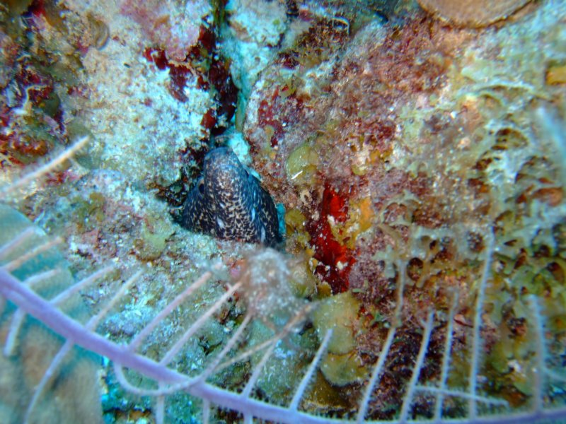 spottedmoray.jpg