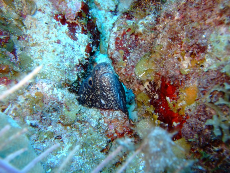 spottedmoray2.jpg