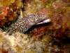 spottedmoray3_small.jpg