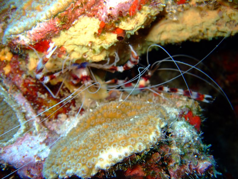 bandedcoralshrimp.jpg