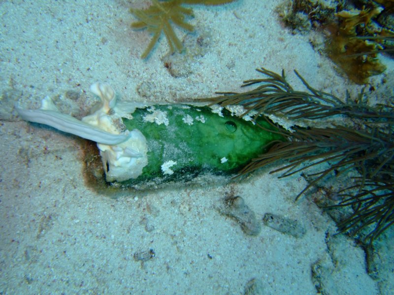 bottlebass.jpg