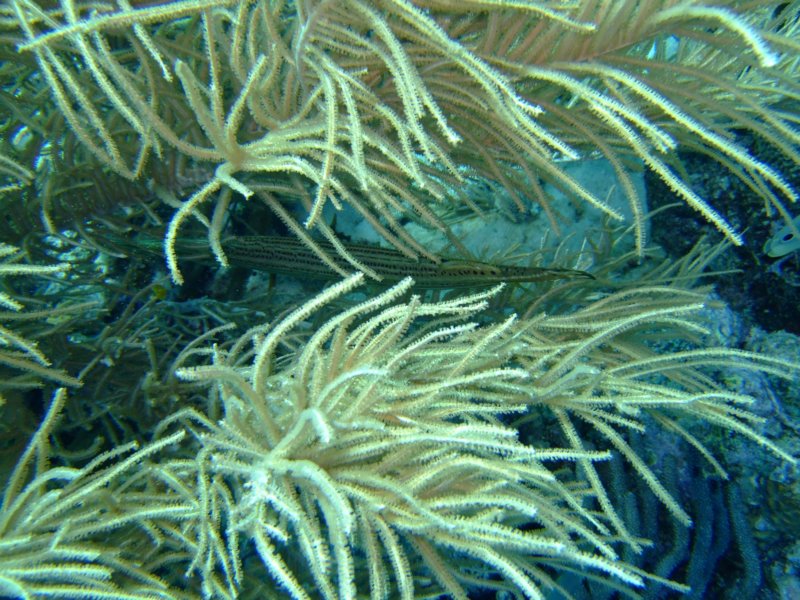 dscf6989.jpg