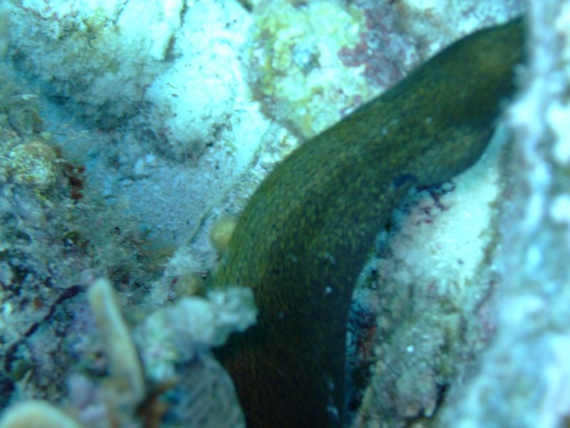 goldentailmorayeel2.jpg