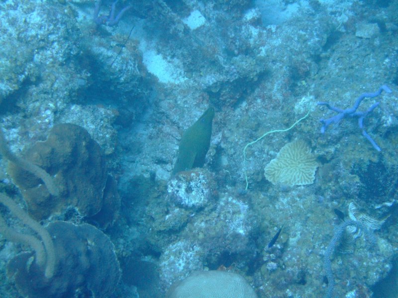 moray.jpg