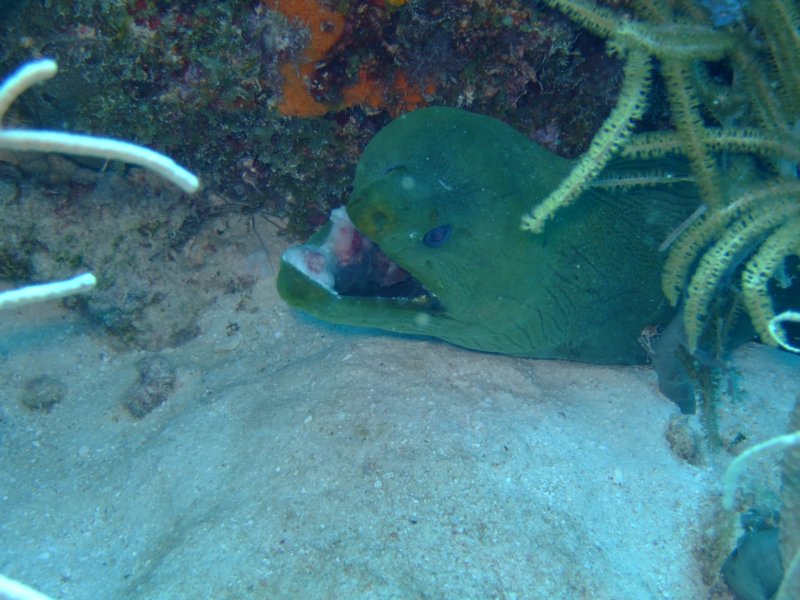 morayeel.jpg