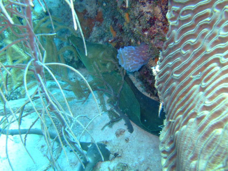morayeel3.jpg