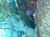 morayeel3_small.jpg