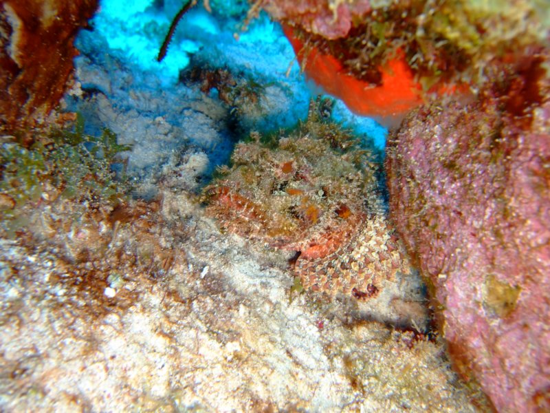 scorpionfish.jpg