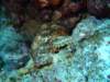 scorpionfish2_small.jpg