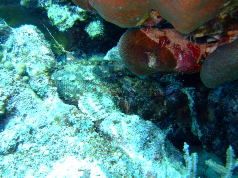 scorpionfish3.jpg