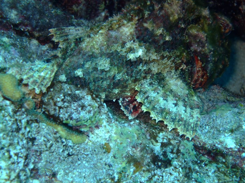 scorpionfish4.jpg