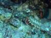 scorpionfish4_small.jpg