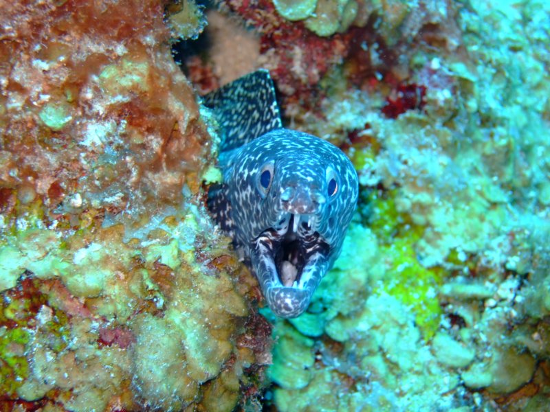 spottedmorayeel3.jpg
