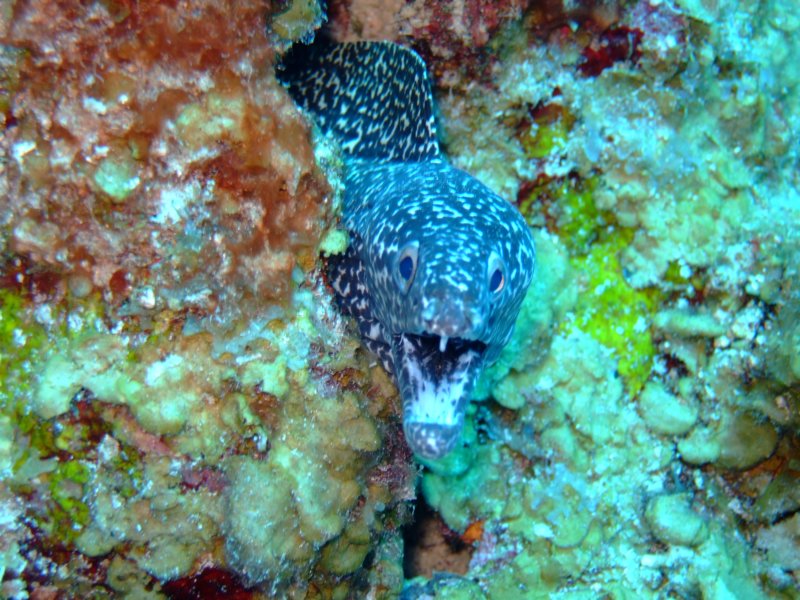 spottedmorayeel4.jpg