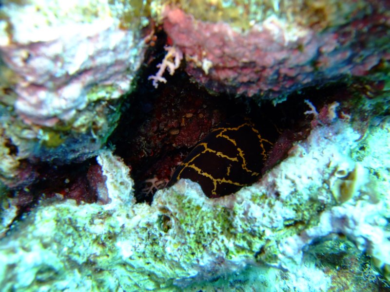 yellowtailmorayeel.jpg