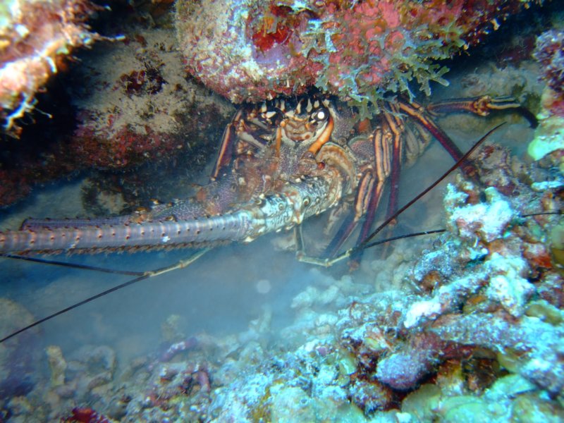 lobster4.jpg