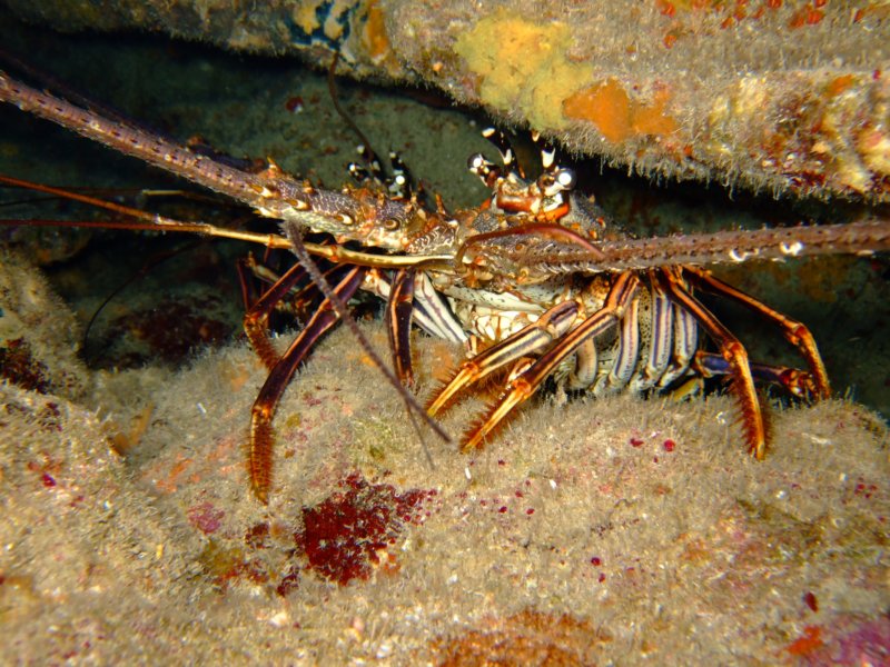 lobsters2.jpg