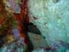 morayinhiding_small.jpg