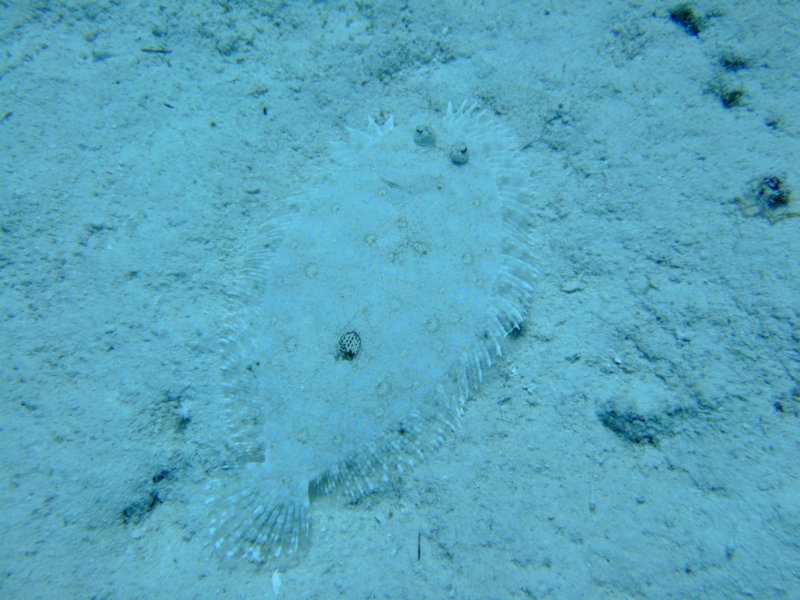 peacockflounder2.jpg