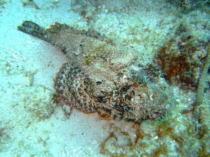 scorpionfish.jpg