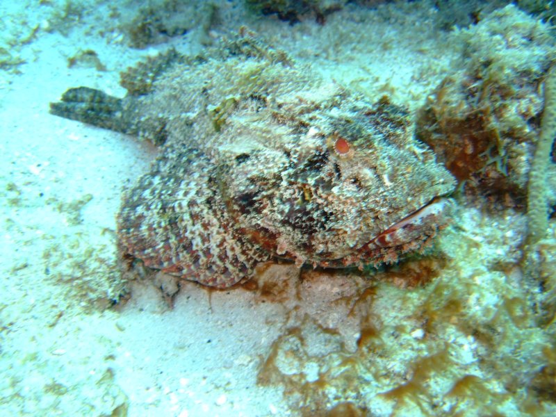 scorpionfish3.jpg