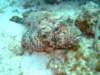 scorpionfish3_small.jpg