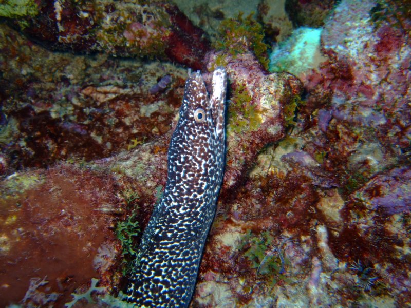 spottedmorayeel.jpg