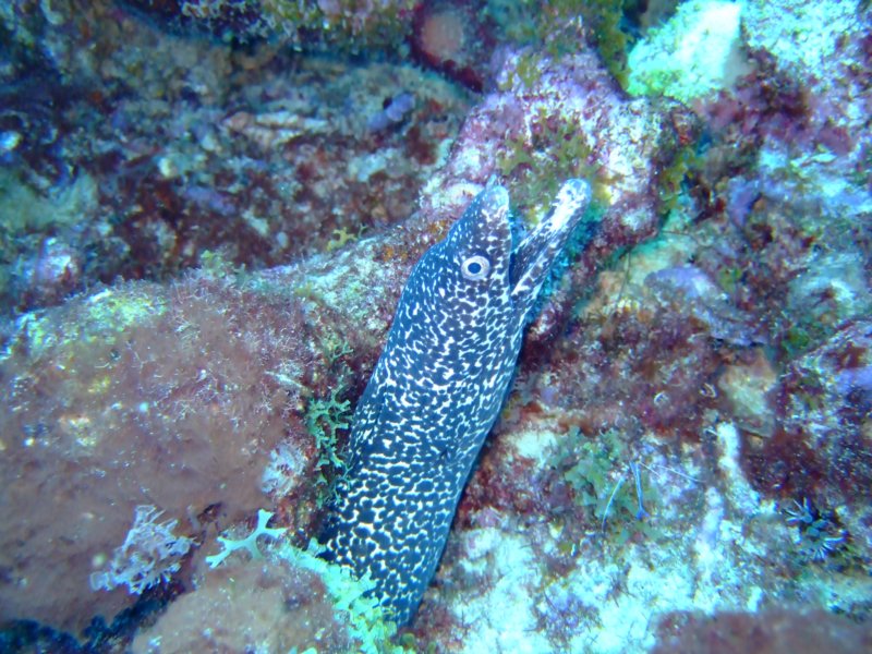 spottedmorayeel2.jpg