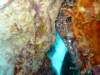 spottedmorayeel3_small.jpg