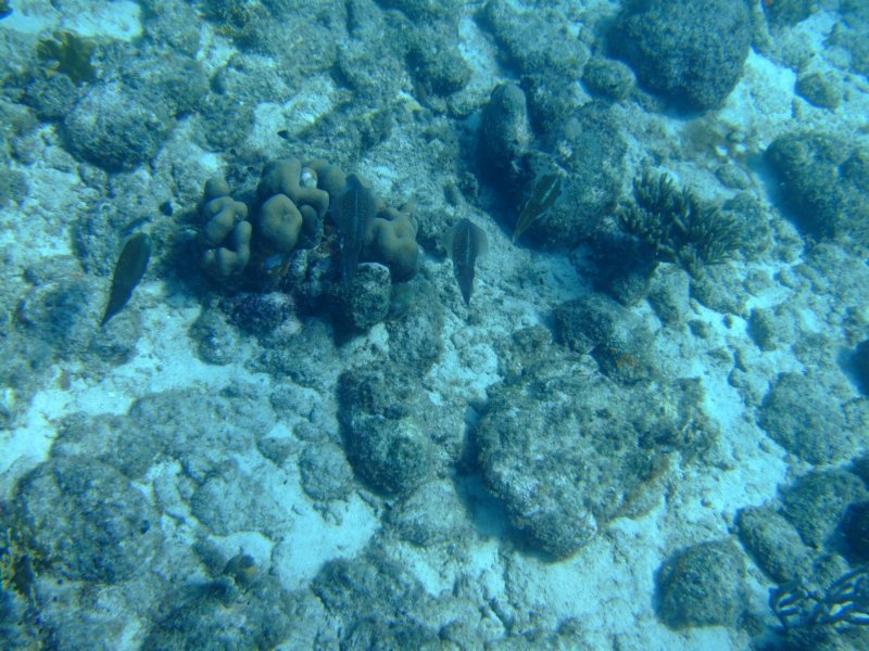 squid11.jpg