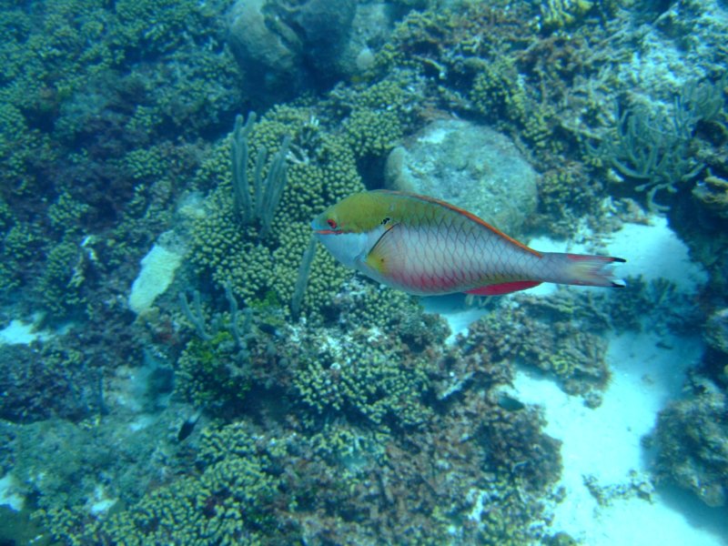 dscf7215.jpg