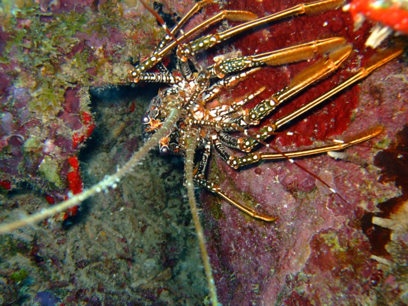 lobster.jpg