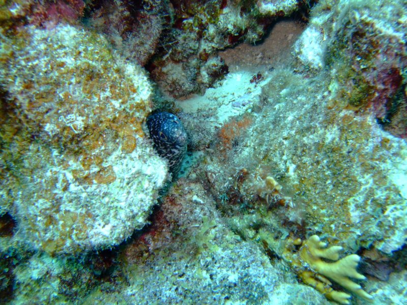 spottedmorayeel.jpg