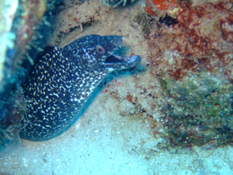 spottedmorayeel3.jpg