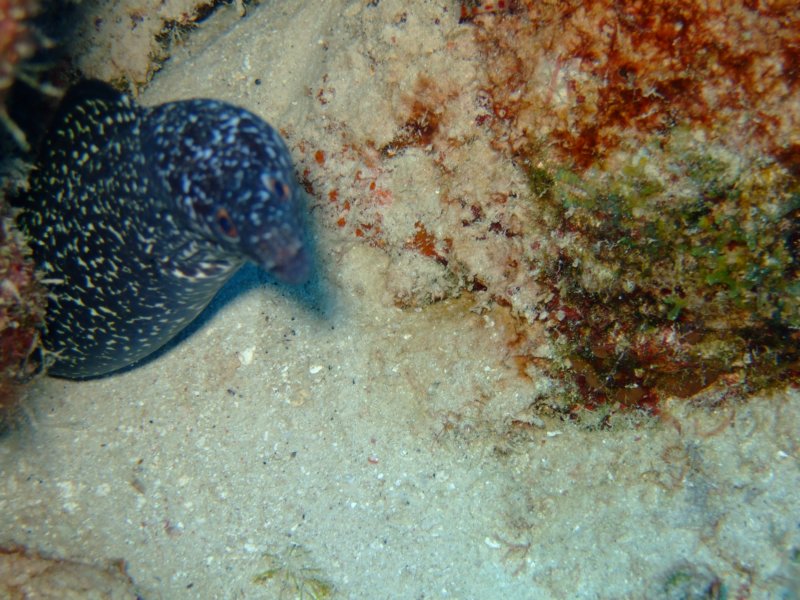 spottedmorayeel4.jpg