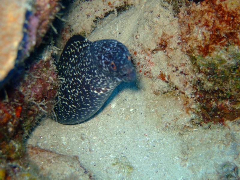 spottedmorayeel5.jpg